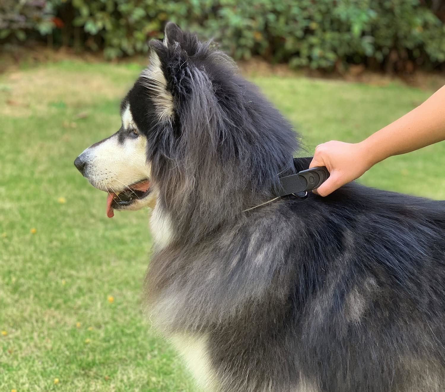 Justerbart taktisk hundehalsbånd med håndtag og refleks – slidstærkt nylon til store og mellemstore hunde – ideelt til træning, gåture og jagt view 2